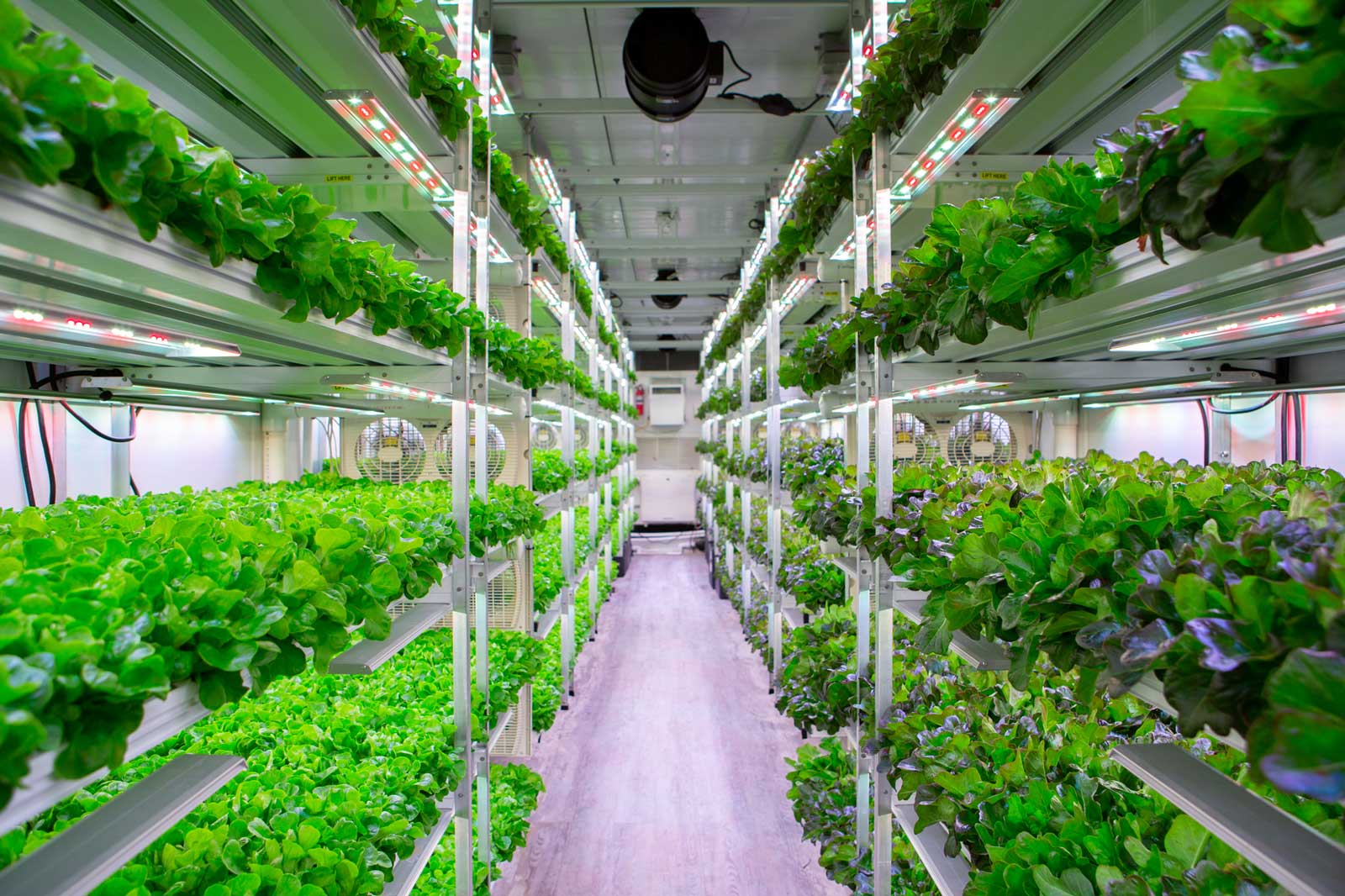 http://Inside%20container%20farm%20image%20of%20green%20oak%20lettuce%20on%20the%20left%20and%20red%20oak%20lettuce%20on%20the%20right