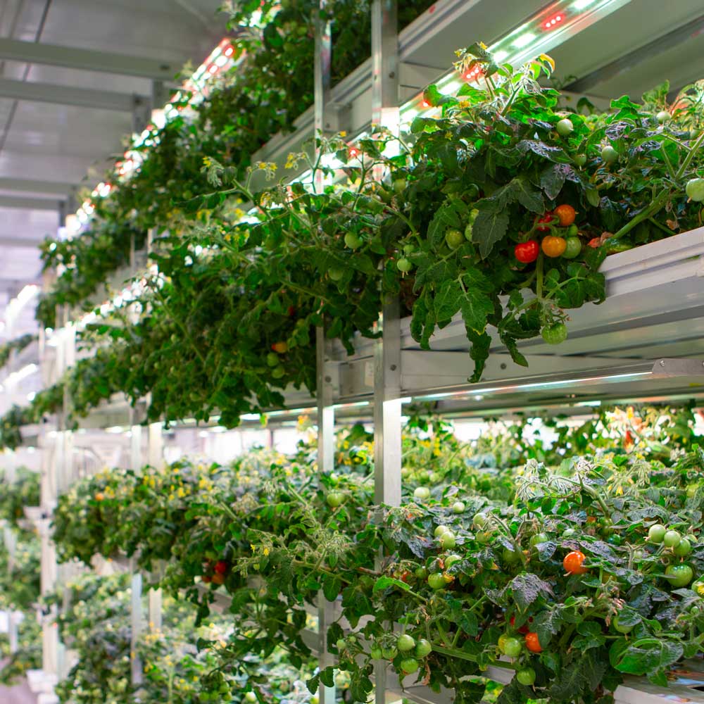 http://Little%20tomato%20plants%20growing%20inside%20of%20a%20container%20farm