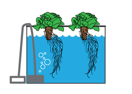 http://Illustration%20of%20a%20deep%20water%20culture%20hydroponic%20system