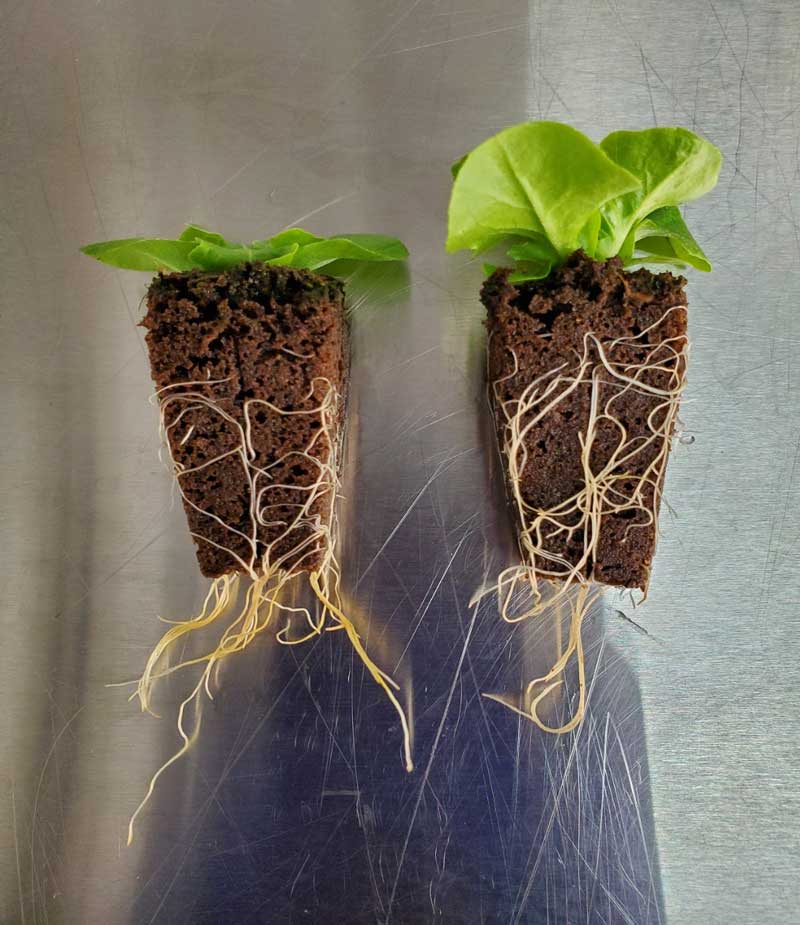 http://Two%20baby%20lettuce%20plants%20showing%20the%20roots%20binding%20to%20a%20soilless%20plug